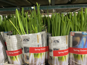 (MEGA) Spring Onion 200 Plants